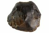 Fossil Ankylosaur Tooth - Montana #97506-1